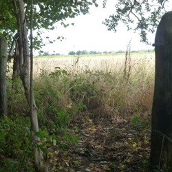 Bishop Wood